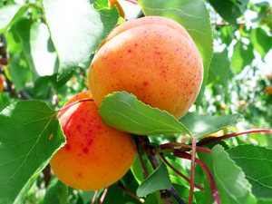 apricot - moorpark fruit on tree