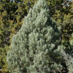 pine singleleaf pinyon