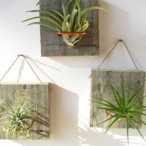 air plant on a board