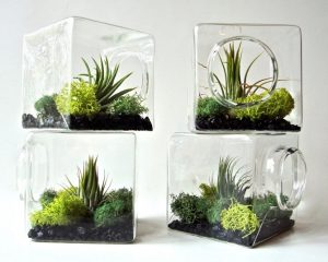 air plant terrarium