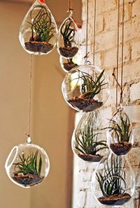 air plants home decor