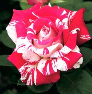 neil diamond rose