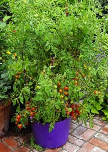 Tomato grown in a blue tub