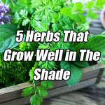herbs that grow in shade