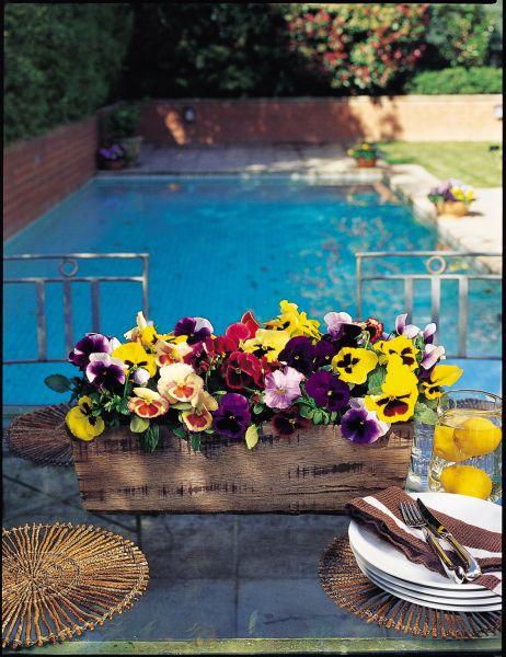 pansy centerpiece