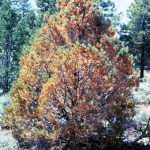 Pinyon pine dying of scale infestation