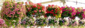 hanging flower baskets in nursery