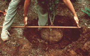 planting hole