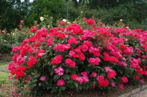 rose knock out hedge