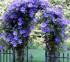 Clematis on arch puple