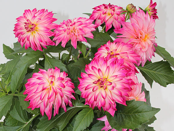 dahlias in bloom