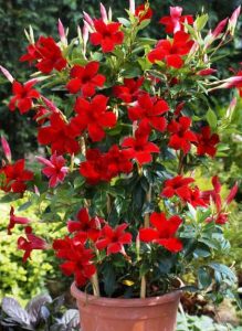 Mandevilla red