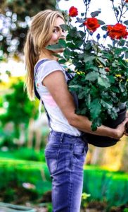 Rose bush in womans hands_259