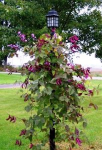 hyacinth bean vine growing up lamp pole