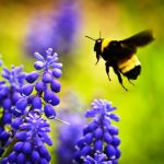 Bee Bumble on hyacinthe flower