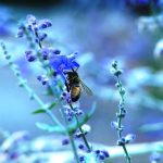 Bee on russian sage