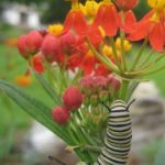 Monarch_Butterfly_ Caterpillar_on_Milkweed-Reduced