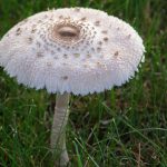 mushroom in lawn