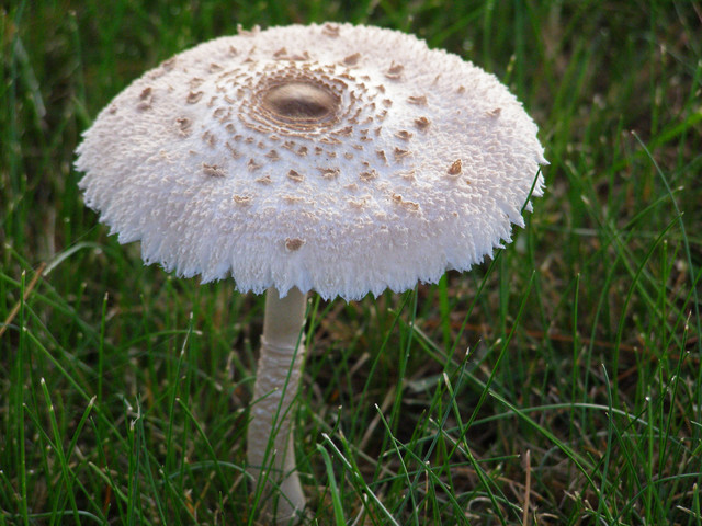 Mushrooms Friends Or Foes To Lawn And, Are Mushrooms Good For Your Garden
