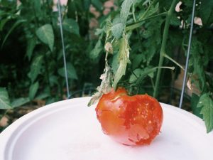 08_29 tomato-damaged-by-birds