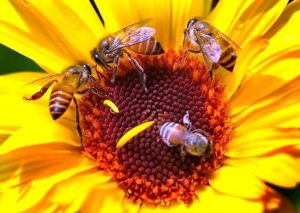 Bees on yellow flower