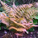 Brilliance Autumn Fern