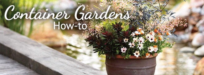 Container Gardens How To