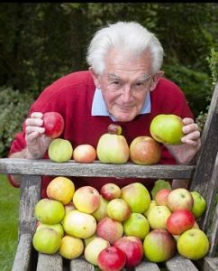 gardener with apple harvest