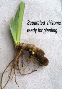 Separated Rhizome