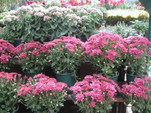 mums in bloom