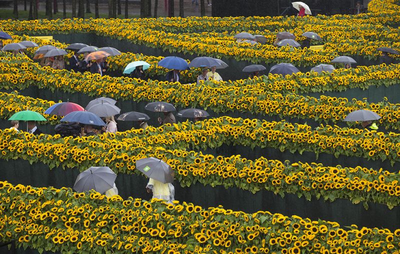 Guests take cover from the rain under umbrellas as they walk through a labyrinth of 125,000 sunflowers, to mark the opening of the new entrance to the Van Gogh museum and the 125th anniversary of the Dutch master's death in Amsterdam, Netherlands, Friday, Sept. 4, 2015. (AP Photo/Peter Dejong)