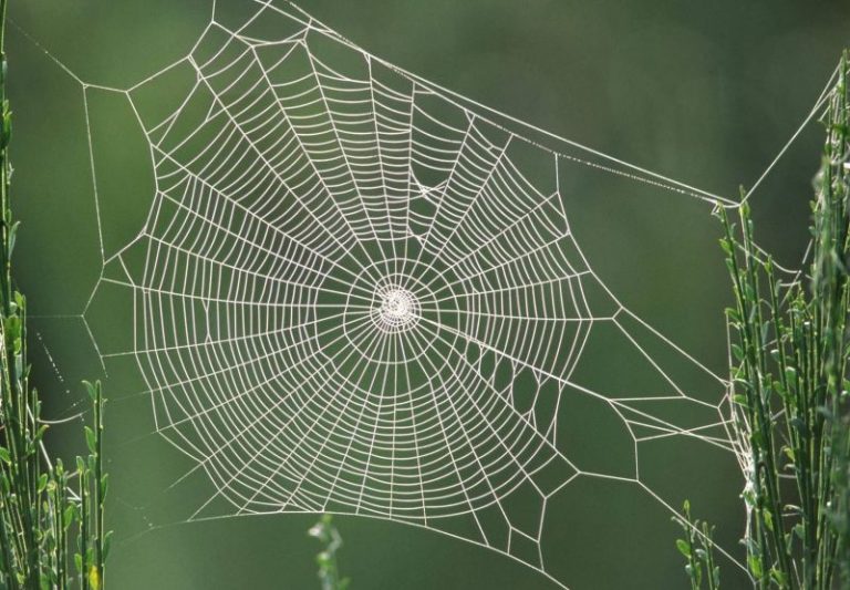 WHAT SPRAY DO YOU RECOMMEND FOR GETTING GET RID OF SPIDER WEBS IN THE ...