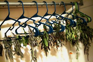 Herb drying