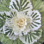 Ornamental_Cabbage_1_(4124467613)