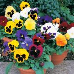Pansy-Delta-Mix-With-Blotch