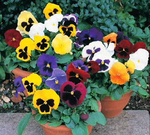 pansy mix in bowl multi color