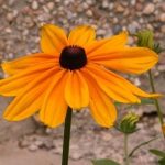 Black Eyed Susan