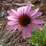 Coneflower