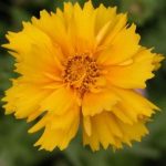 Coreopsis