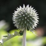 Globe Thistle