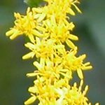 Goldenrod