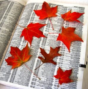 Leaves between phone book