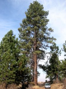 Pinus_ponderosa_8144t - wiki