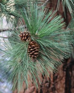 Ponderosa_Pine_Pinus_ponderosa_needles_cones wikiSM