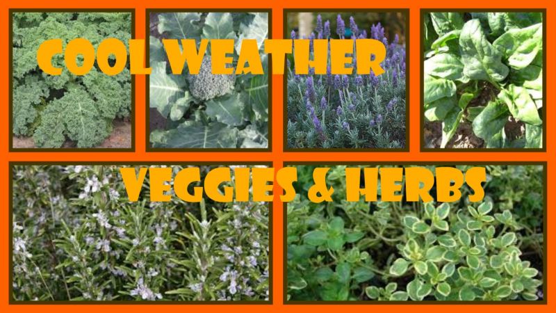 cool weather veggies herbs
