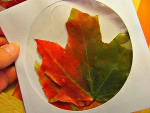 leaf in a dvd case