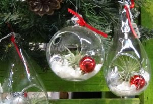 Christmas Air Plant