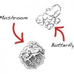 Mushroom Butterfly