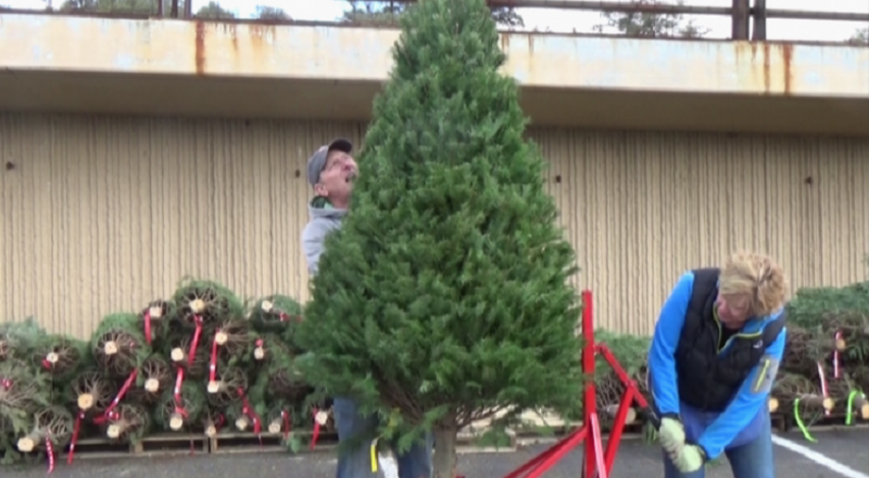 Christmas Trees Arrive at the Garden Center
