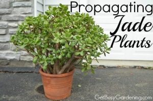 How to Propagate a Jade Plant